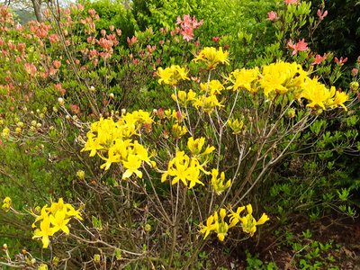 azalka (pěnišník) žlutá